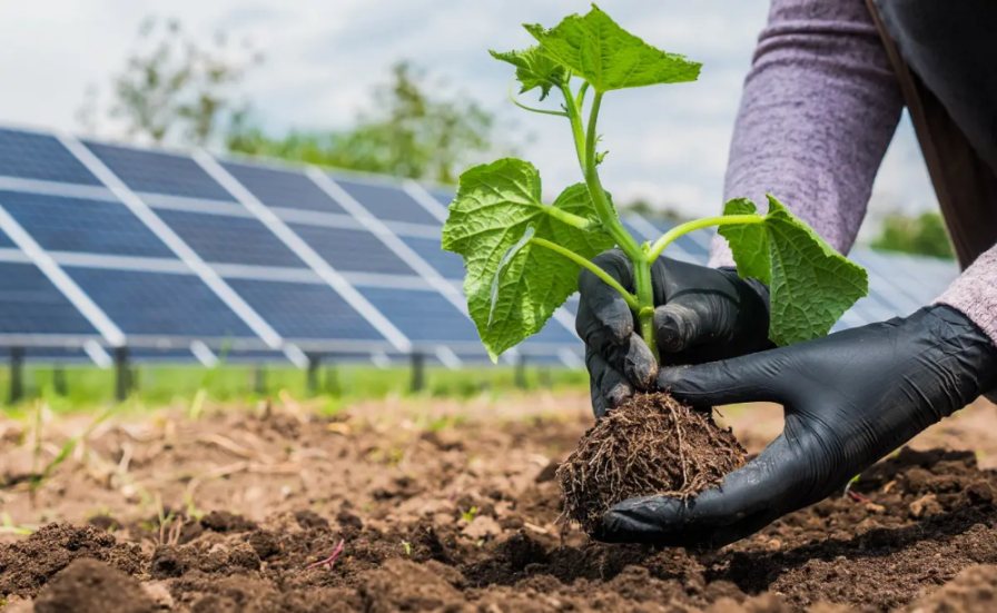 Energ A Agrovoltaica Todo Lo Que Tienes Que Saber Flobers